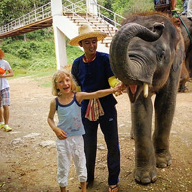 elephant chiang mai