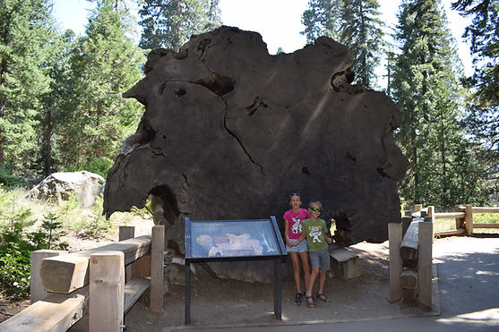 sequoia national park