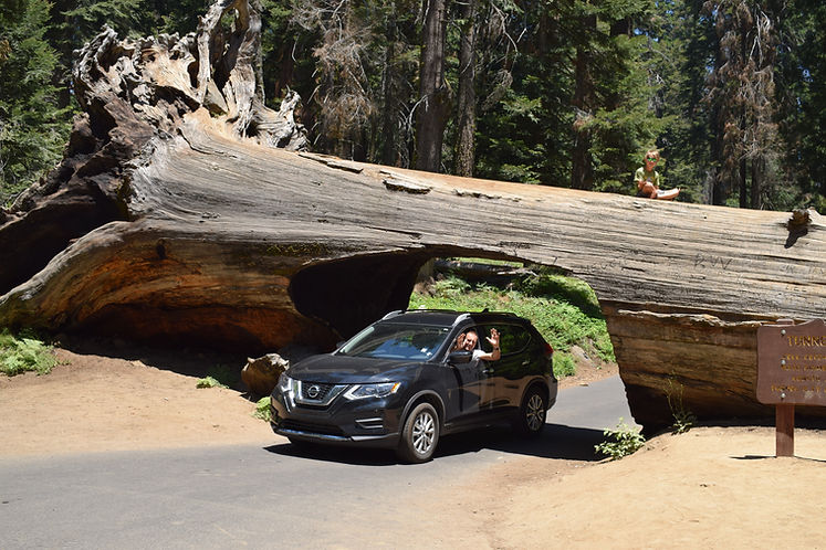sequoia national park
