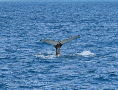 whale watching Iceland