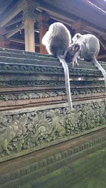 monkey forest ubud