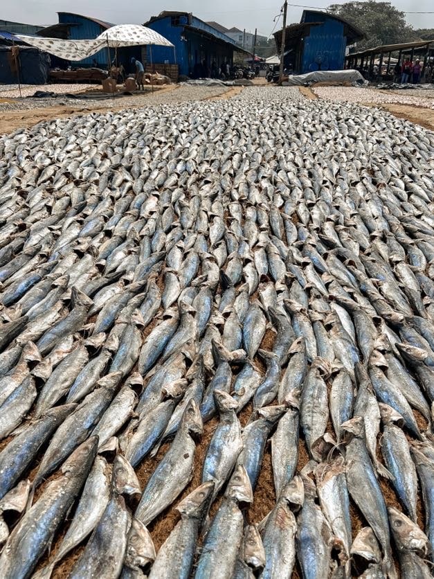 fishmarket negombo