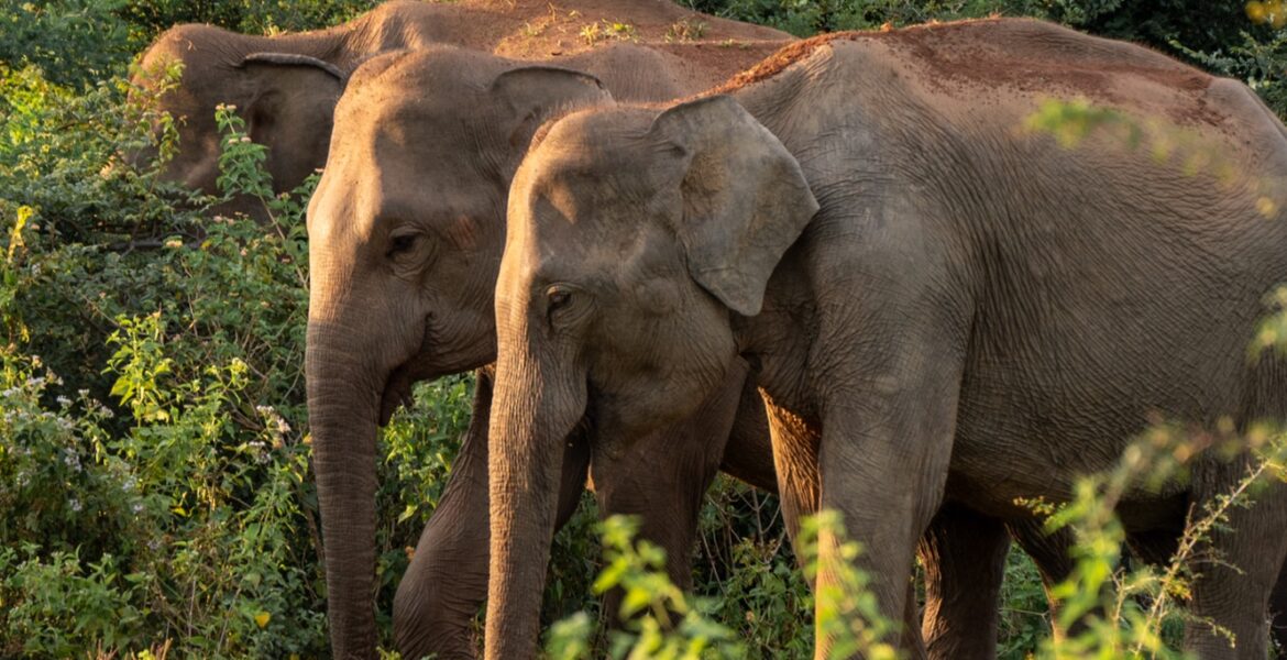 sri lanka itinerary
