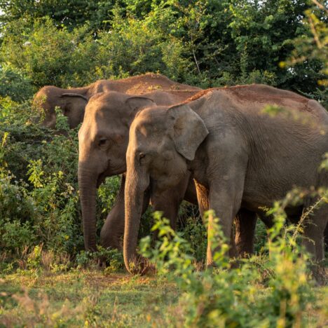 7 activiteiten die je niet mag missen in Ella, Sri Lanka