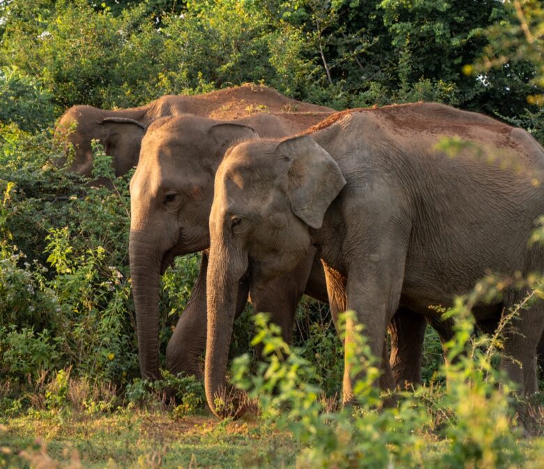 sri lanka itinerary