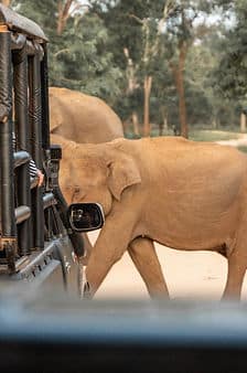 3 weeks itinerary sri lanka - yala