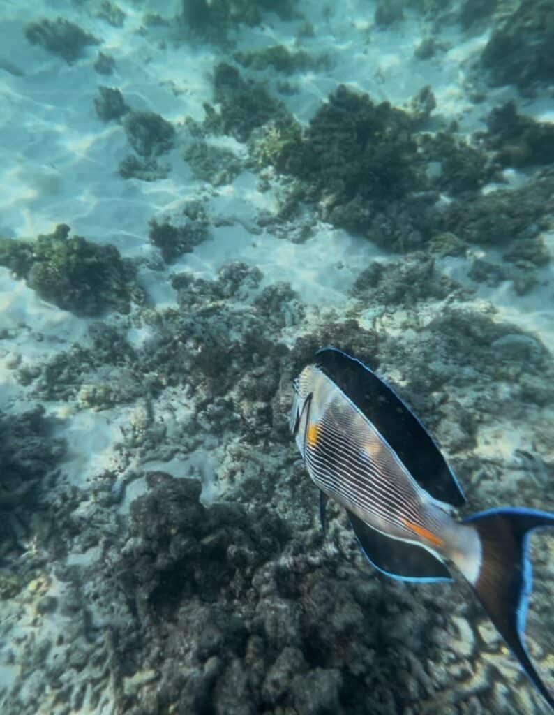 Daymaniyat Nature Reserve